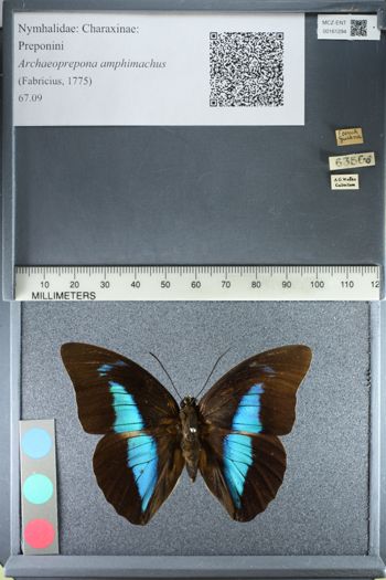 Media type: image;   Entomology 161294